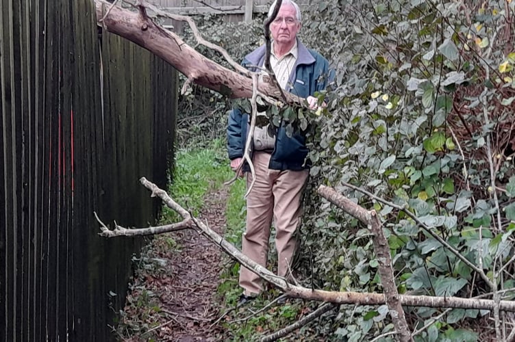 Part of the fallen tree across the public footpath 